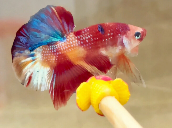 Metallic màu phân mảng