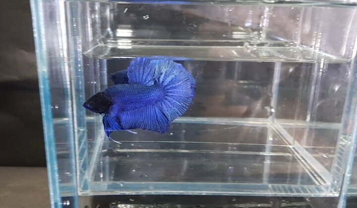 Blue Royal Black Head