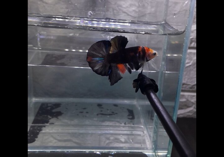 Black Nemo