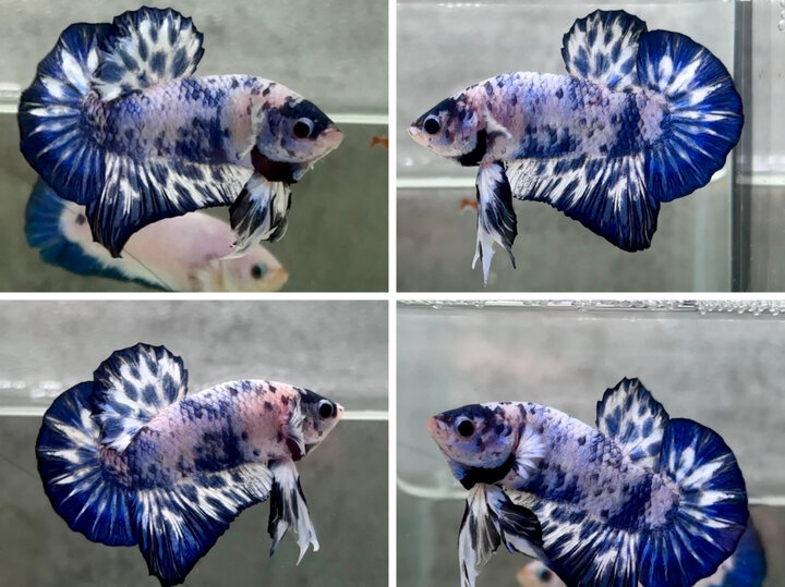 Marble dot 🔵⚪️