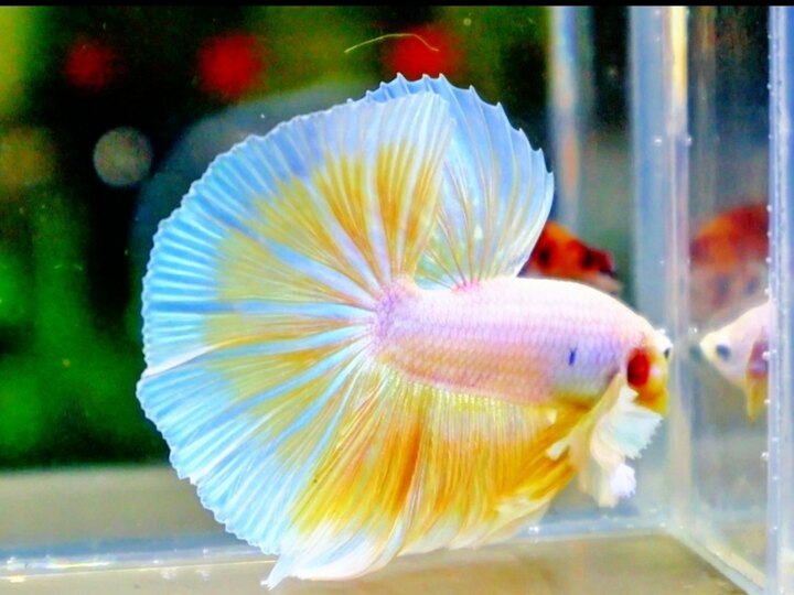 Dumbo Gold Halfmoon 130 🌾