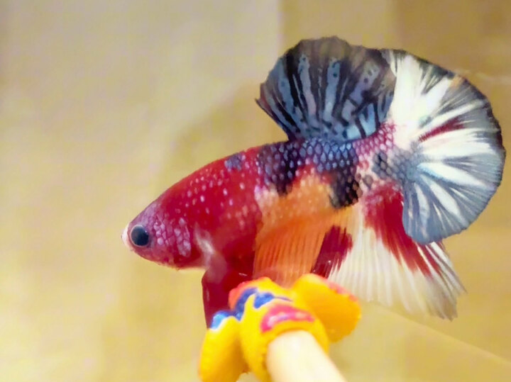 Nemo metallic phân mảng