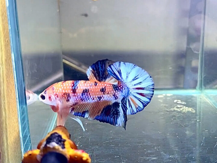 Nemo metalic tơ sung zin