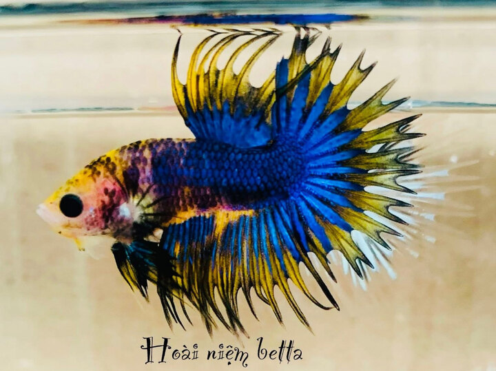 Yellow fancy đuoi tưa ..