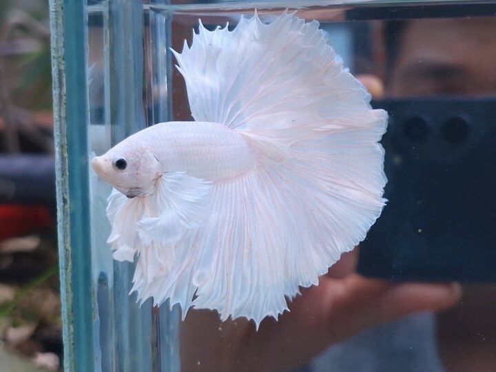 Halfmoon Dumbo Ear White Platinum !!