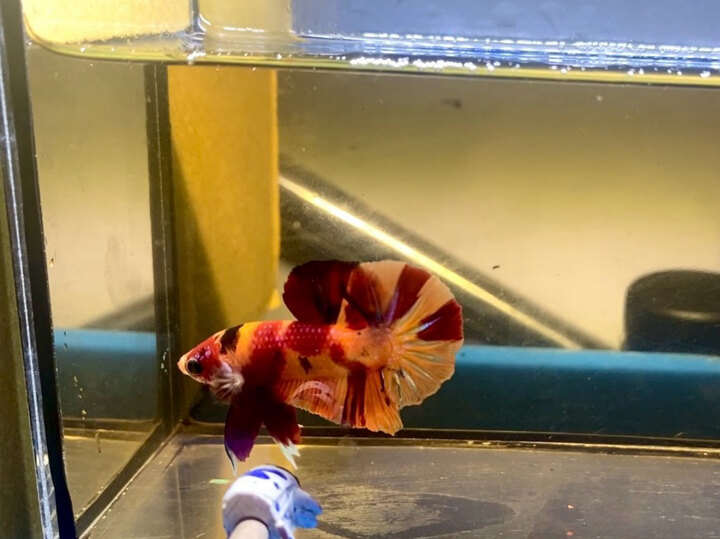 1 trống nemo classic