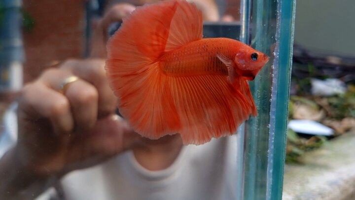 Halfmoon Orange Betta Fish
