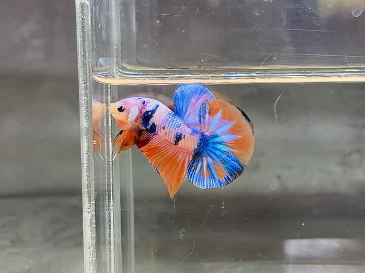 Nemo candy galaxy