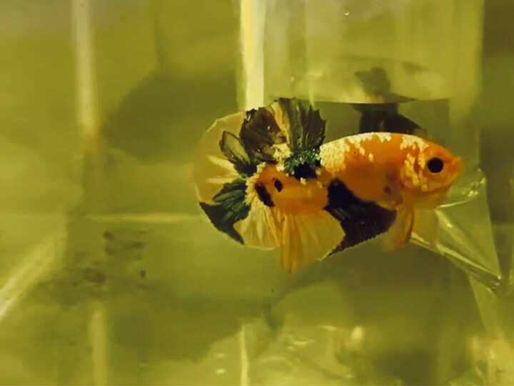 Koi Yellow Copper