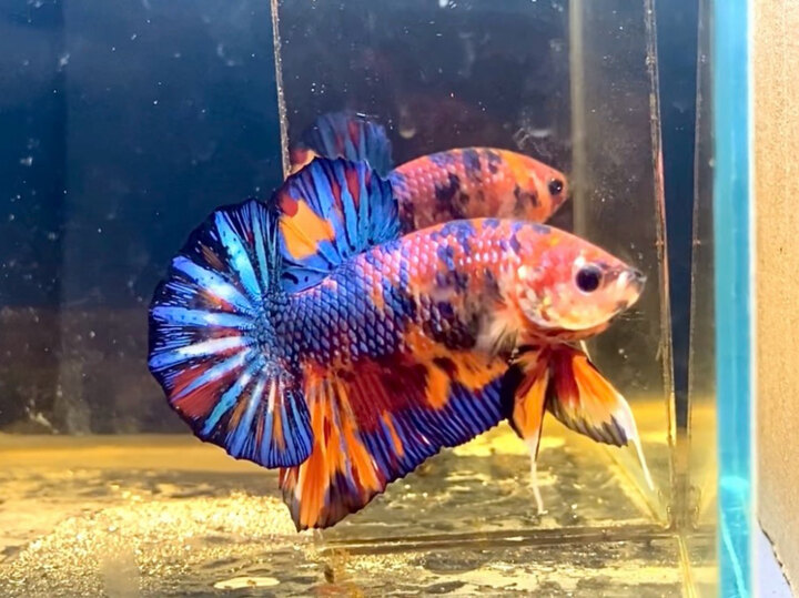 Nemo metalic