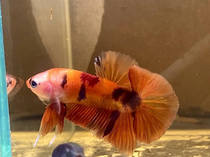 Nemo metalic