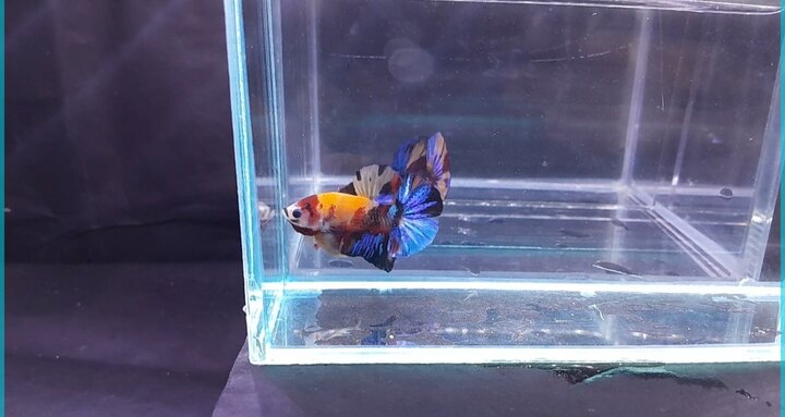 Nemo Yellow Base