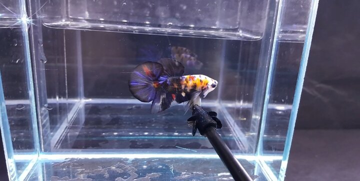 Black Nemo