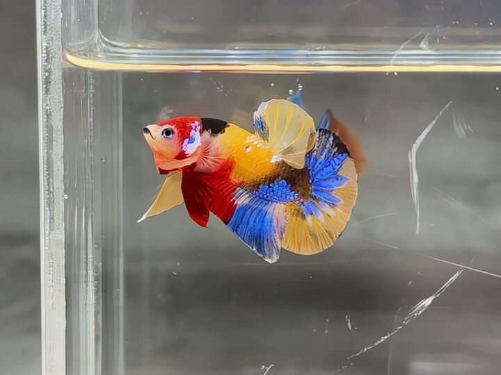 Nemo Galaxy