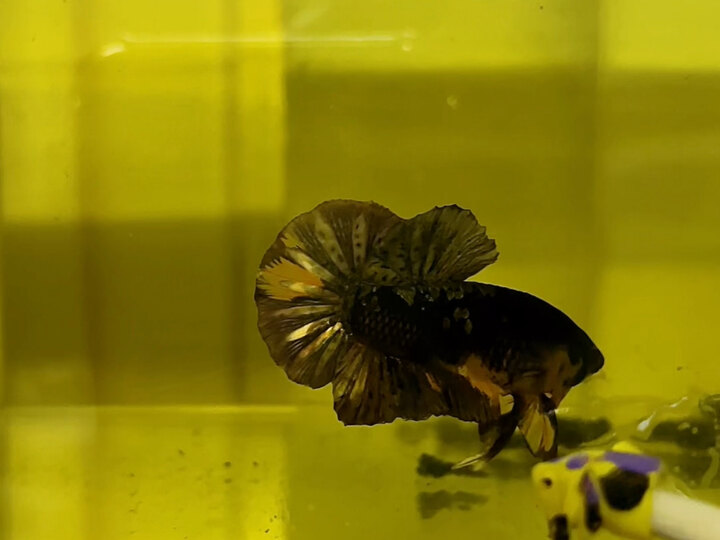 Koi Yellow Copper