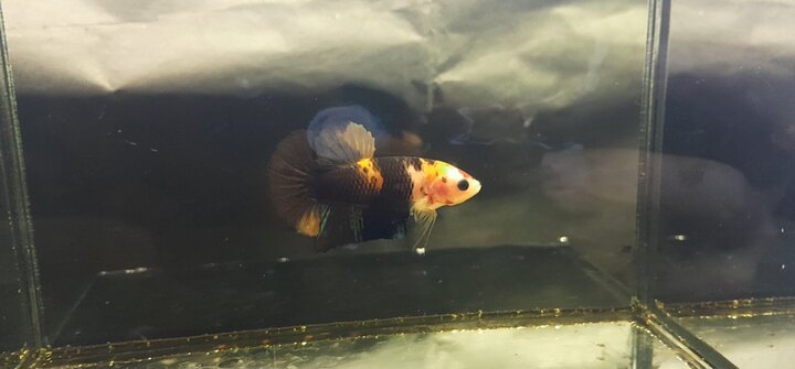 Female : Black Nemo