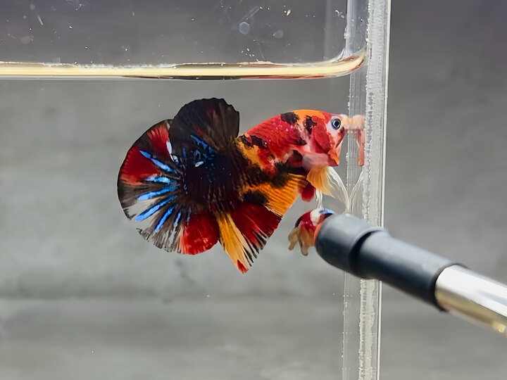 nemo metalic