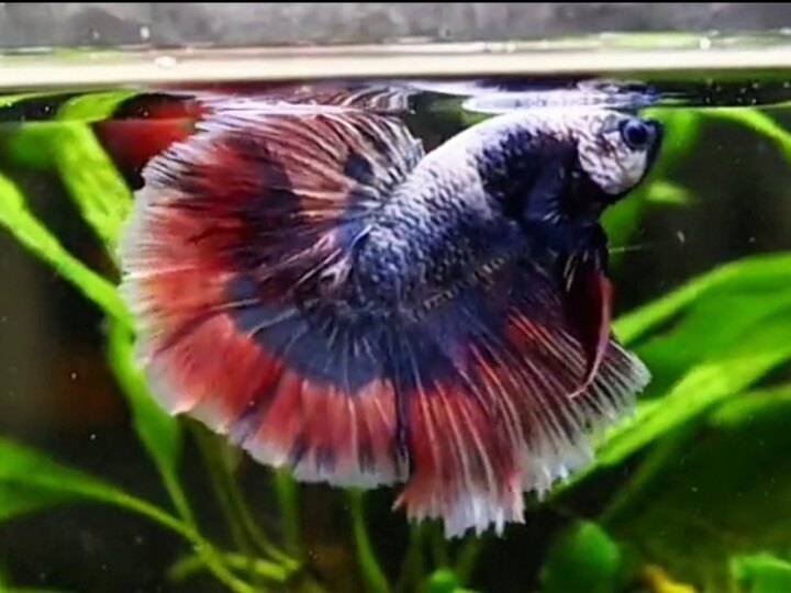 Fancy Koi Halfmoon 130k