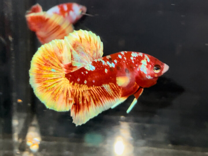 Red Gold