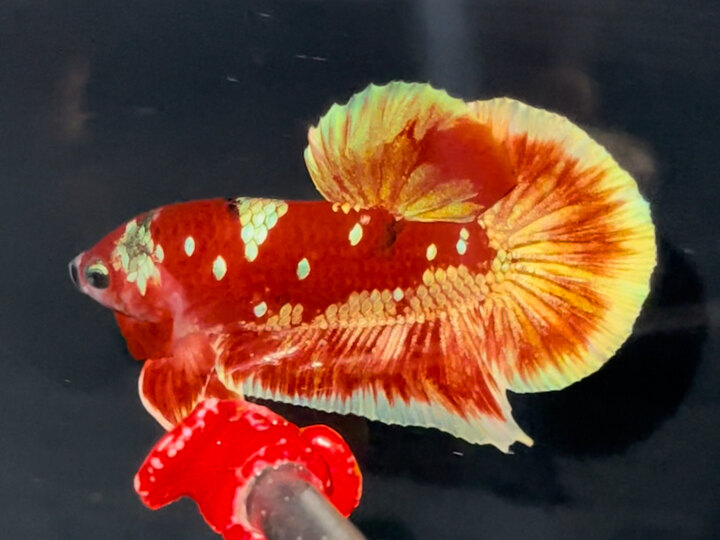 Red Gold