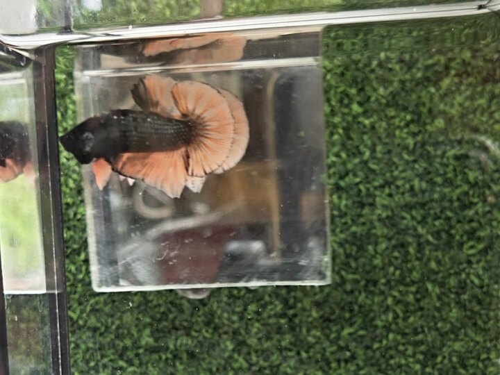 Black Nemo