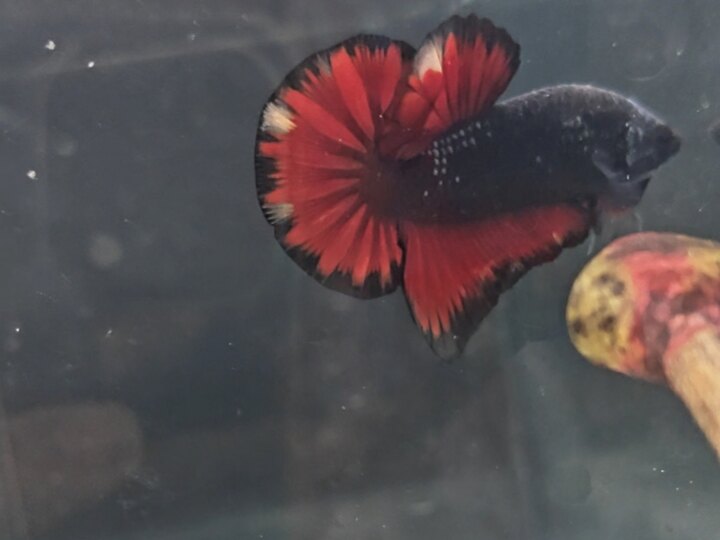 Nemo