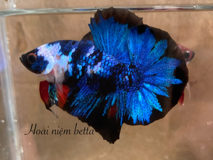 Nemo