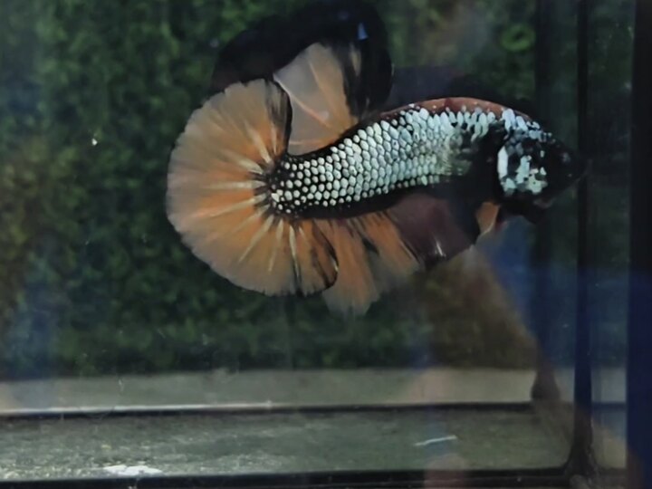 Nemo