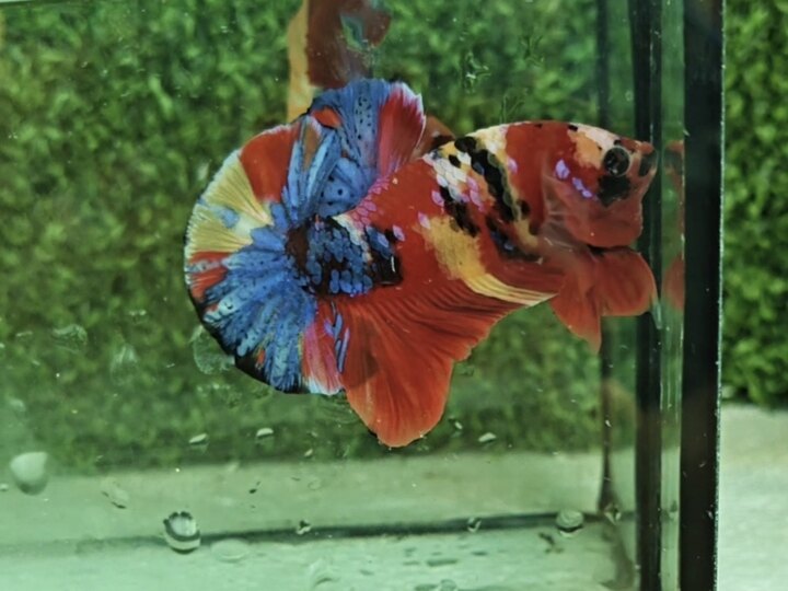 Nemo