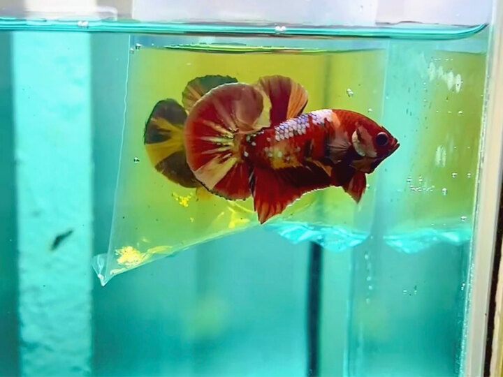 Koi copper