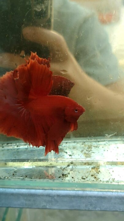 Betta Super Red Halfmoom