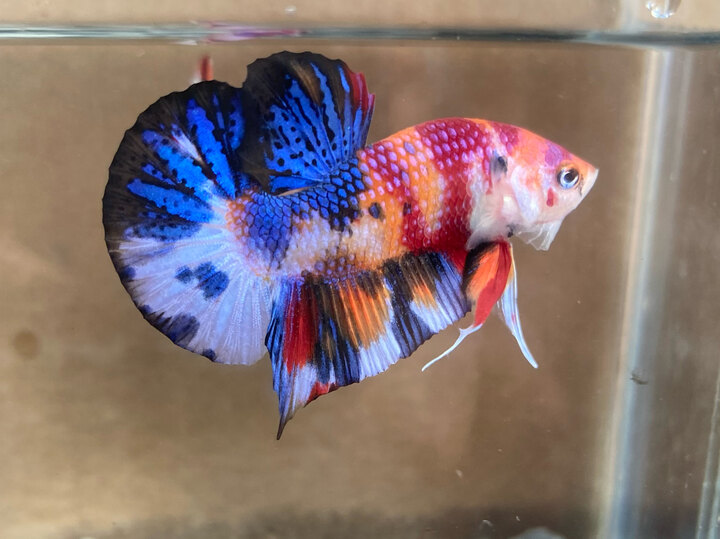 Nemo metalic