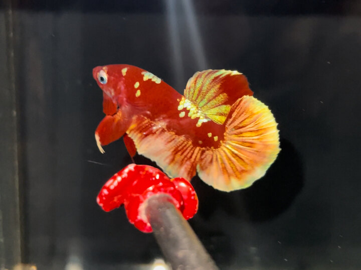 Red Gold