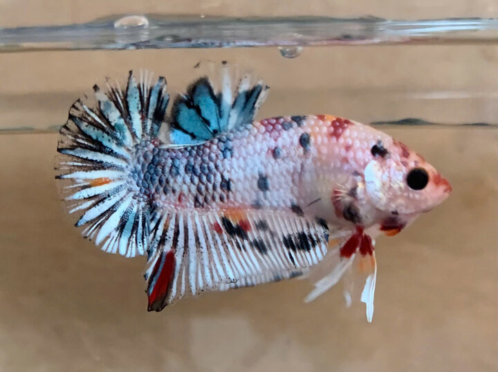 Nemo
