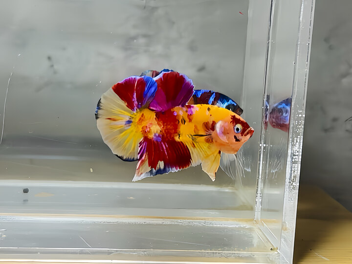 nemo galaxy