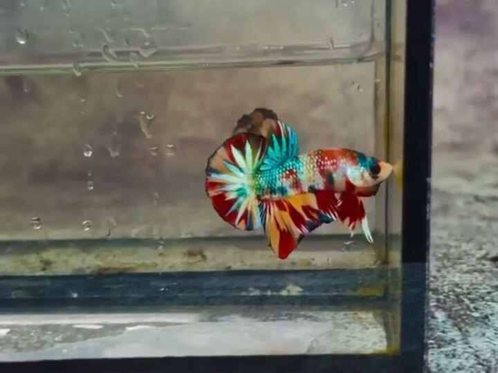 Betta giá rẻ