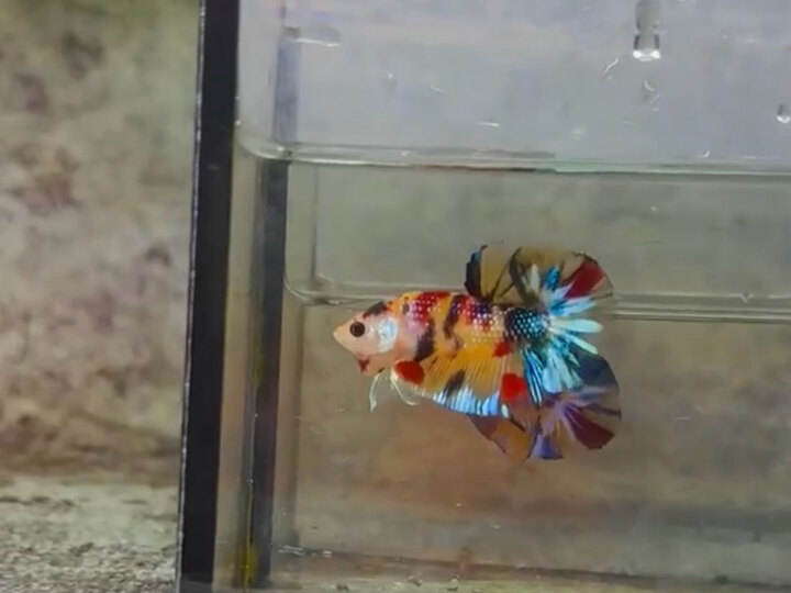 Betta giá rẻ