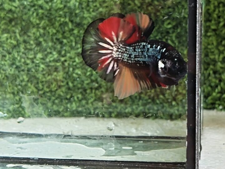 Nemo