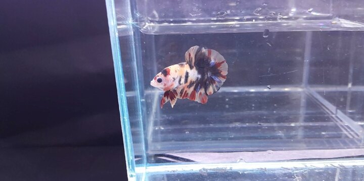 Black Nemo
