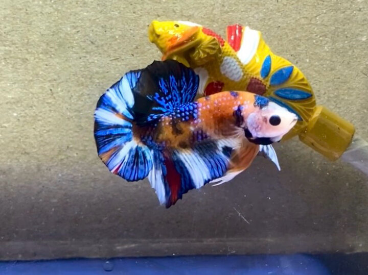 Nemo metalic