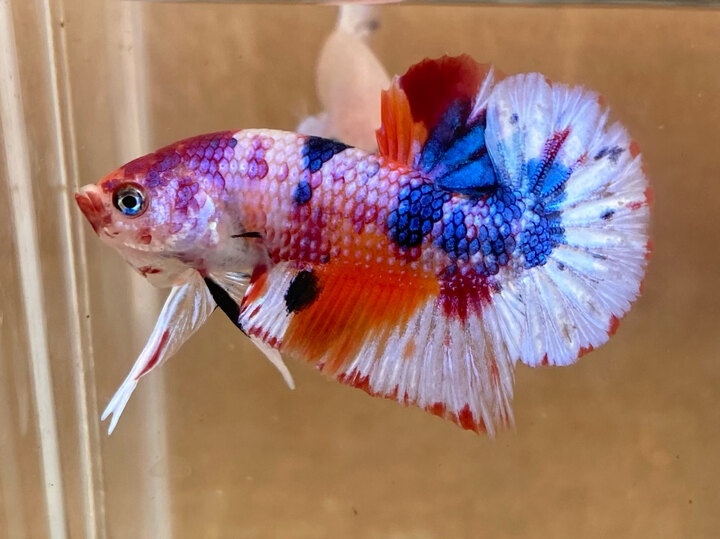 Nemo candy