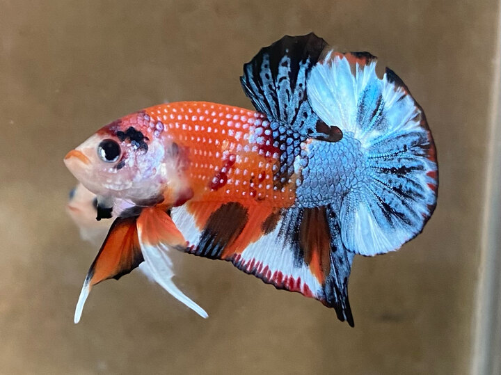 Nemo metalic