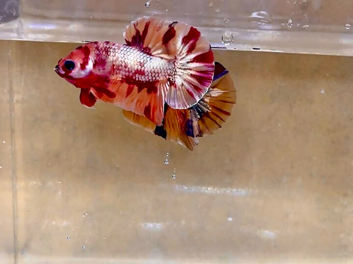 Koi copper