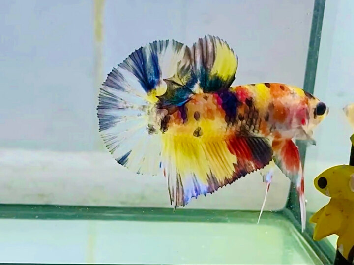 Metalic Muticolor