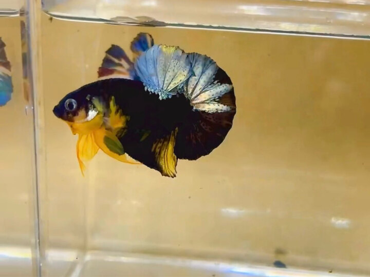 Koi Black Yellow Copper