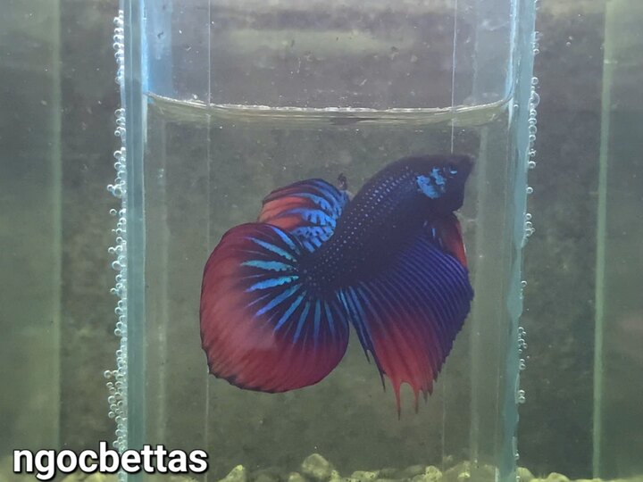 Imbelliss