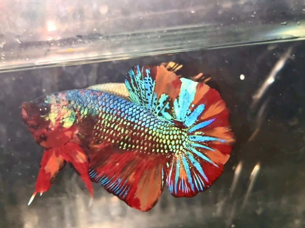 nemo metallic