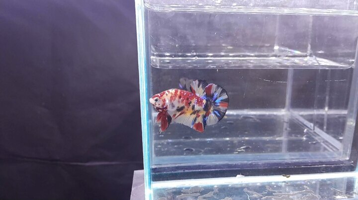 Nemo Multicolor