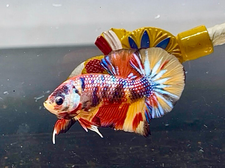 Nemo metalic