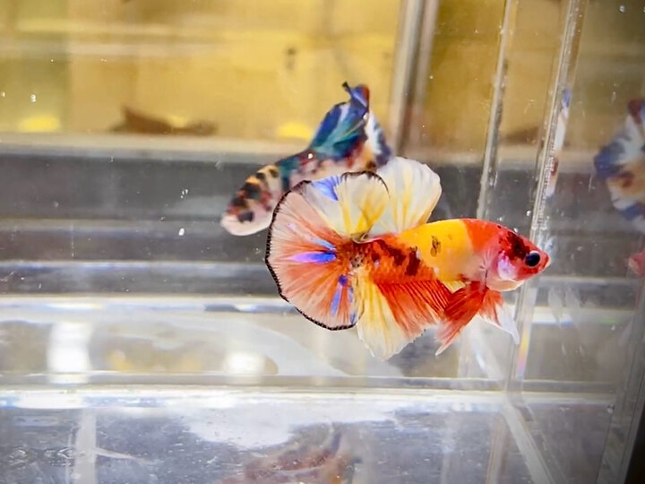 Koi Nemo
